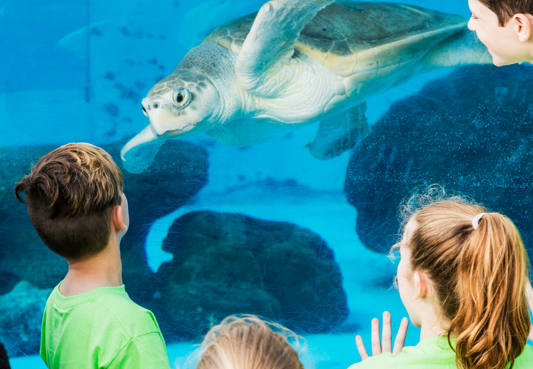 Children at aquarium looking at sea turtle